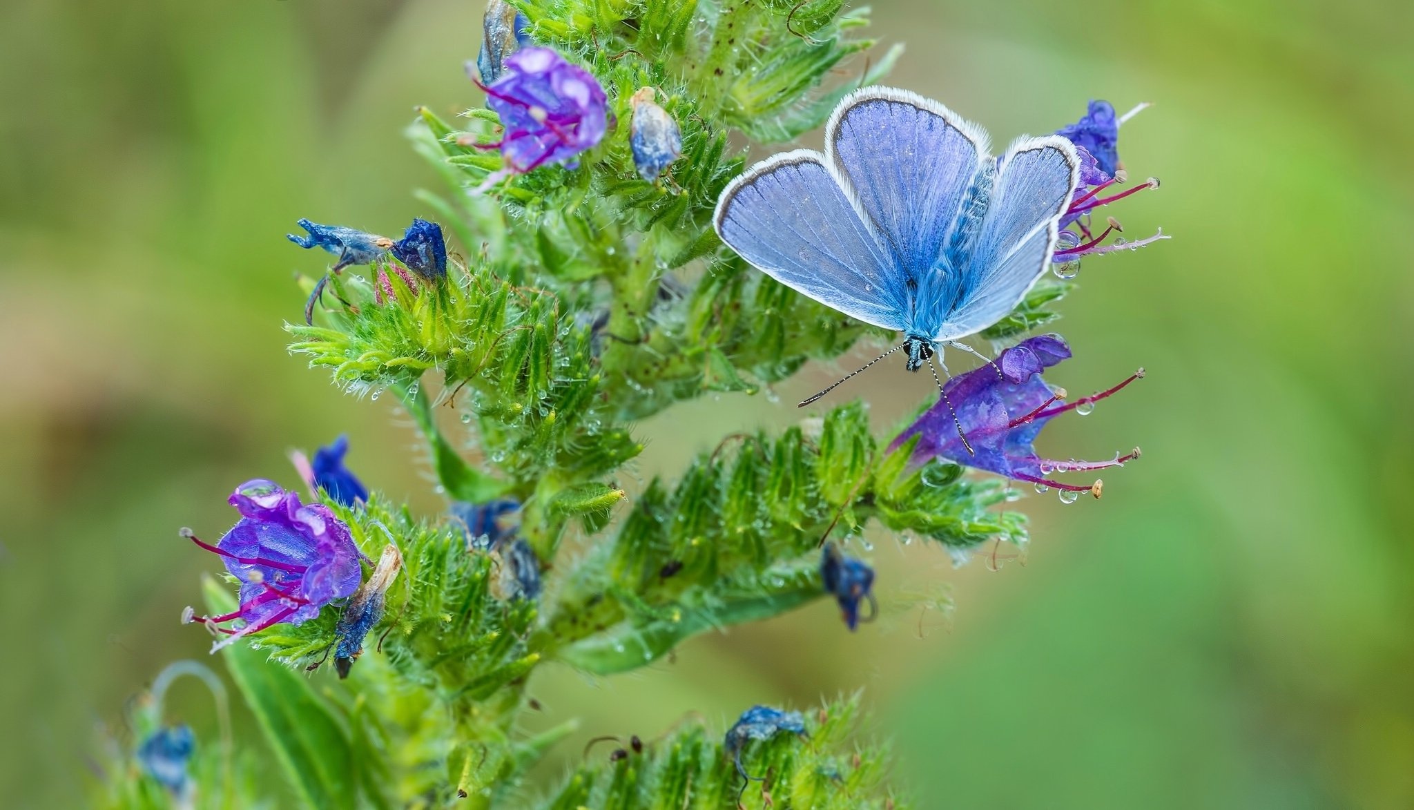 copper-butterfly butterfly flower close up