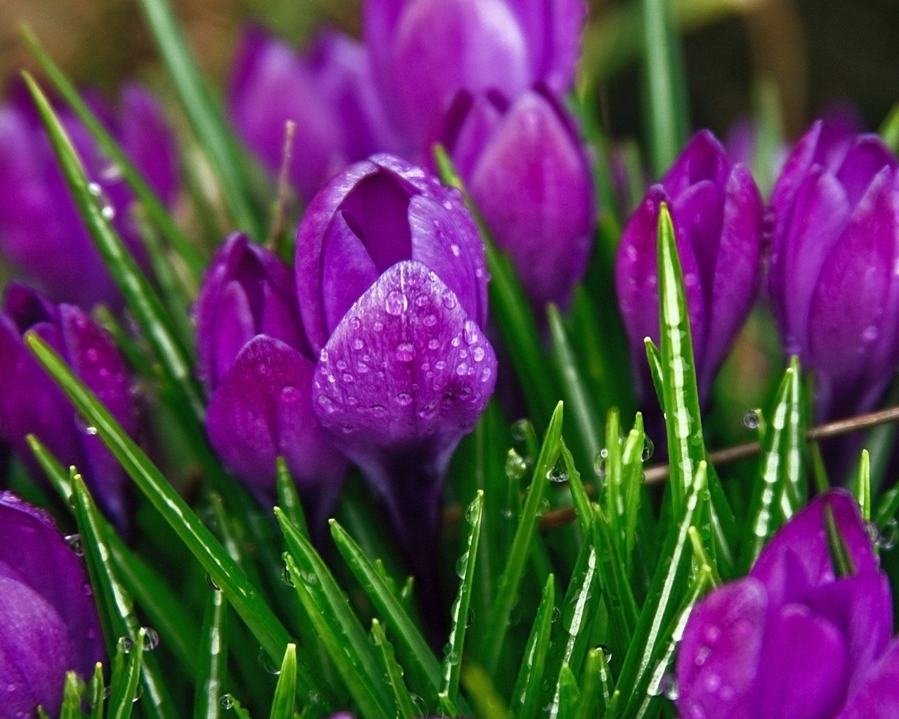 fleurs crocus violet