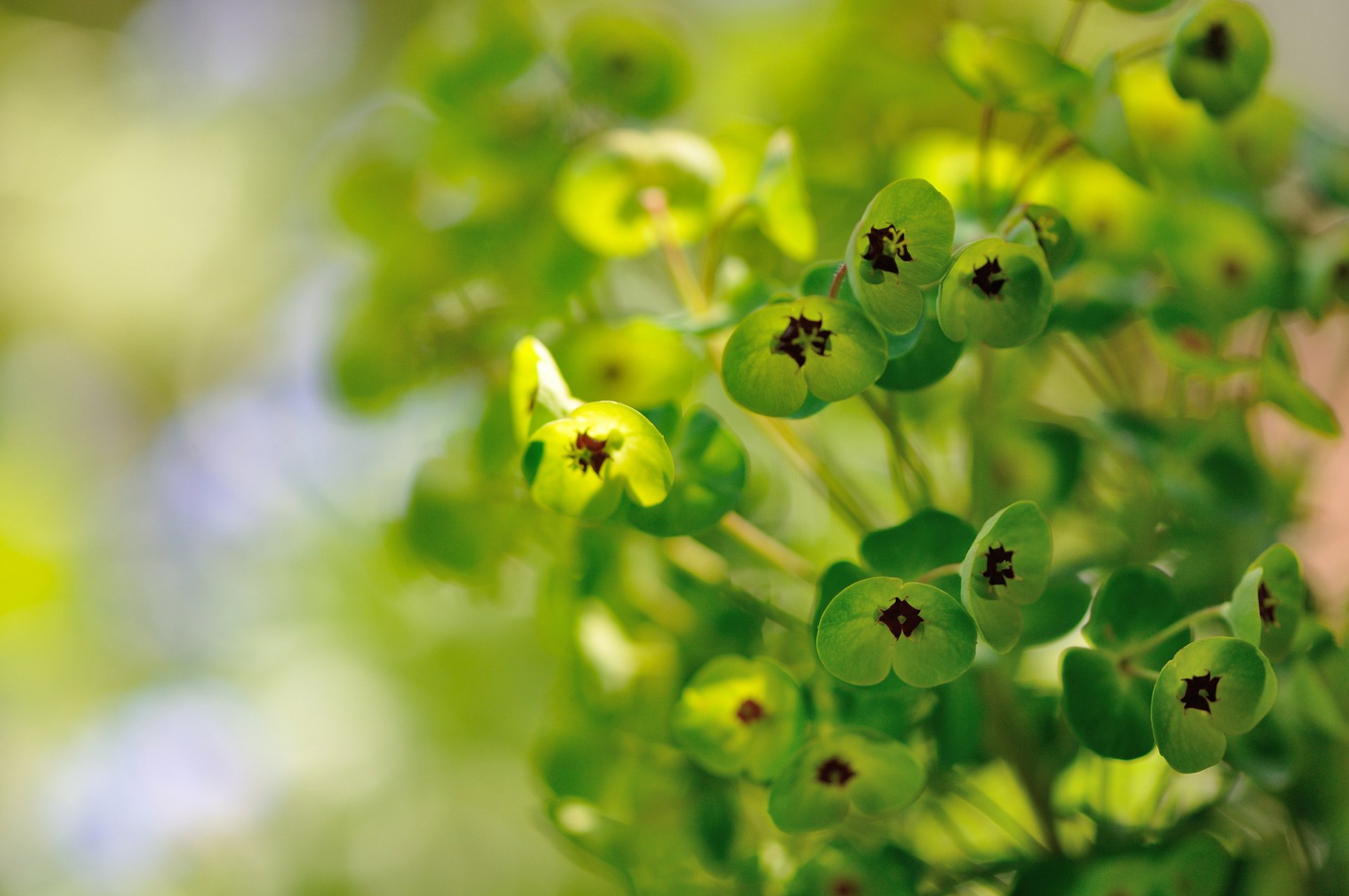 euforbia pianta fiori verde