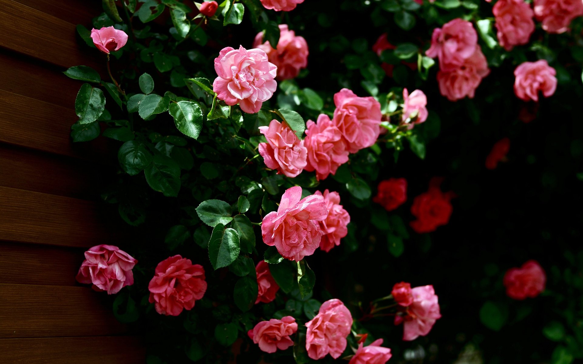 rosa hojas pared