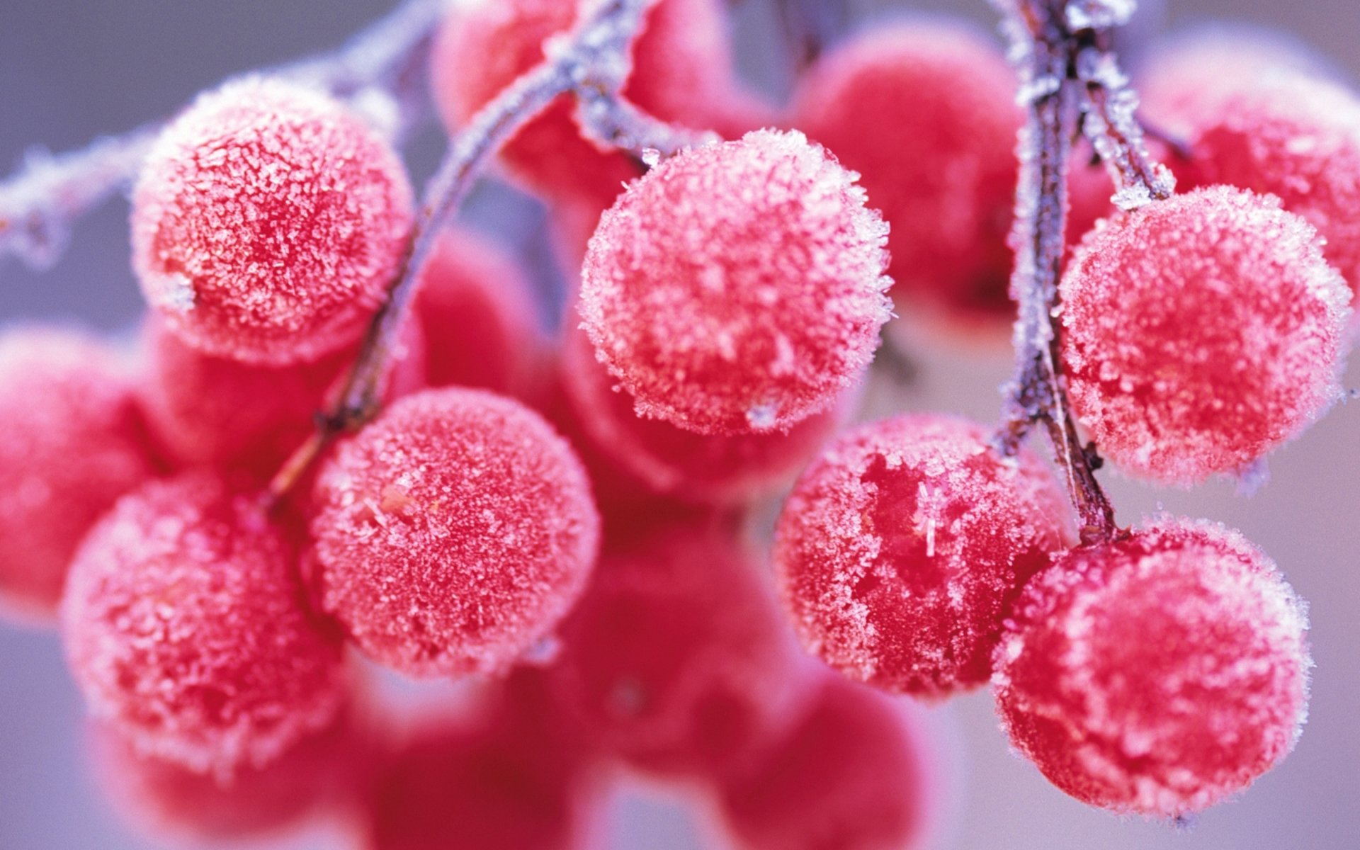 obier.baies gel givre