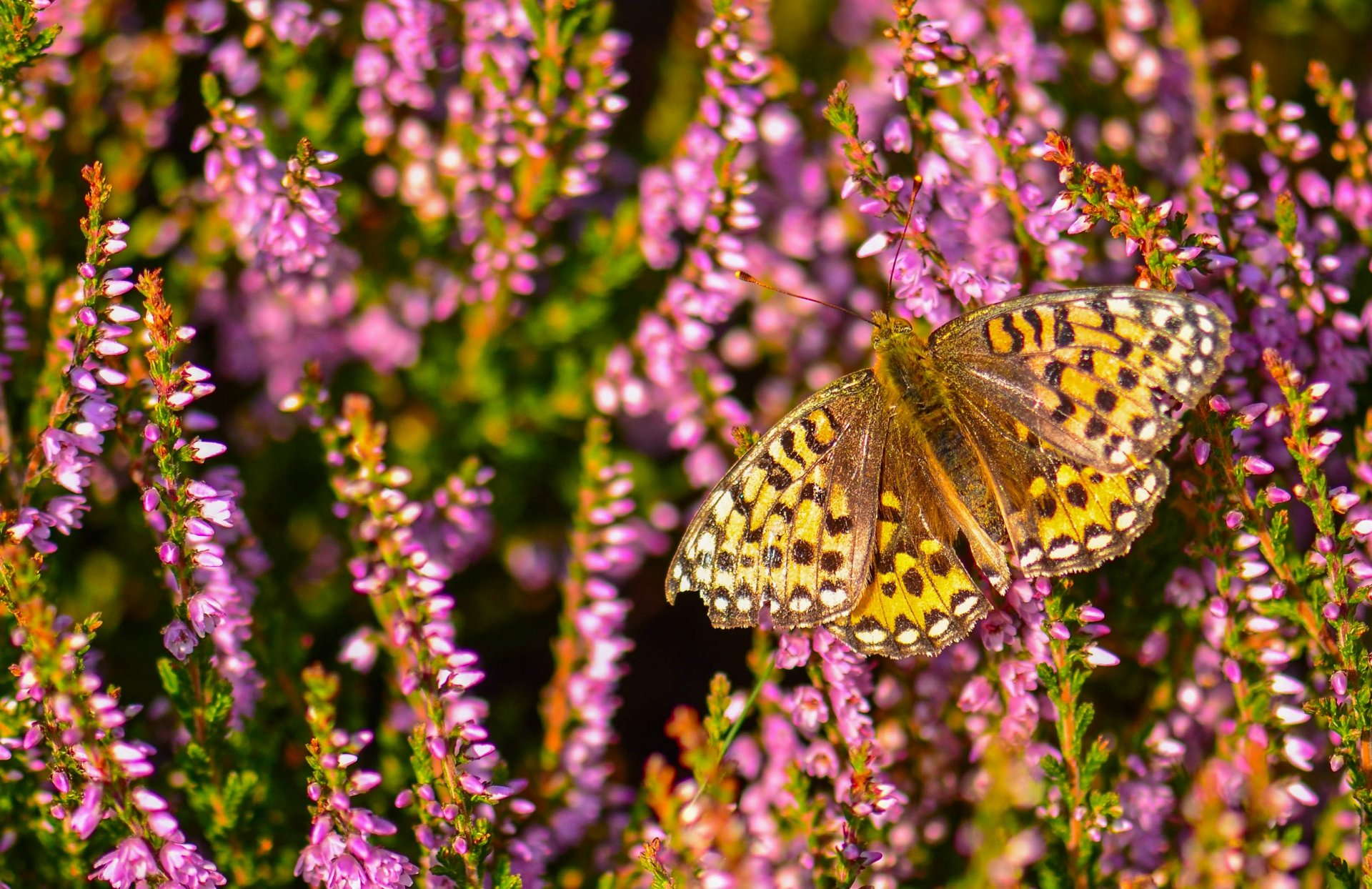 perlamutrovka aglaia butterfly heather close up