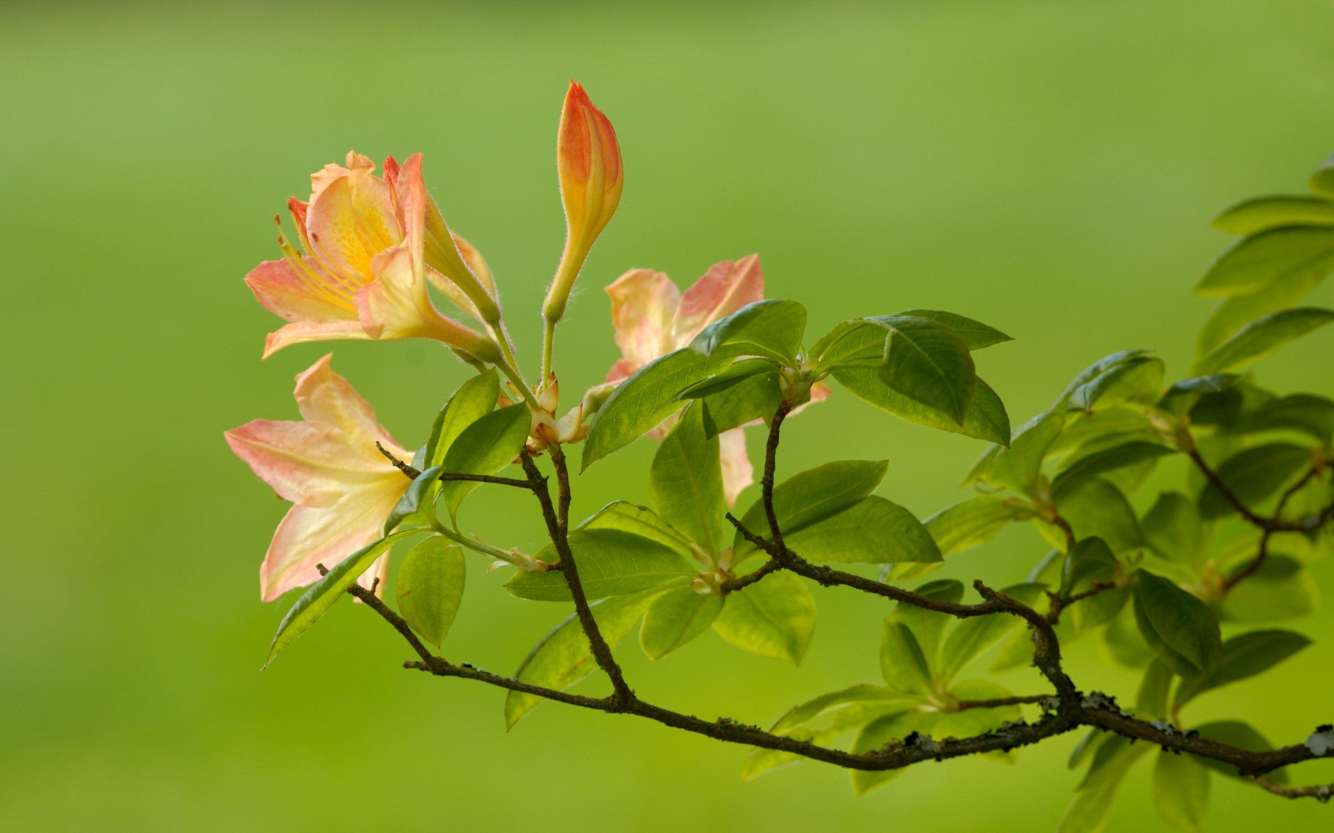 flower branch