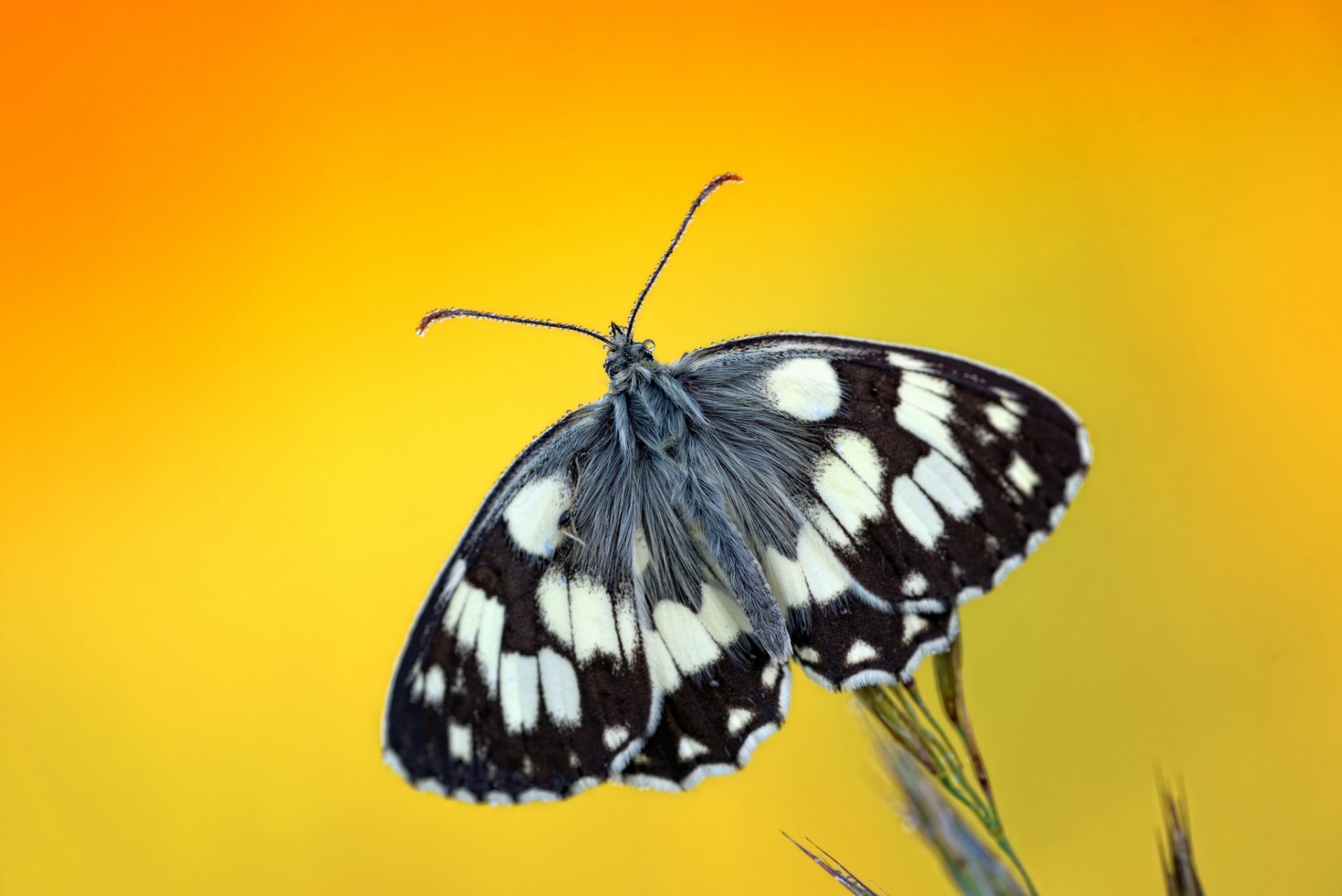 planta mariposa gotas rocío fondo