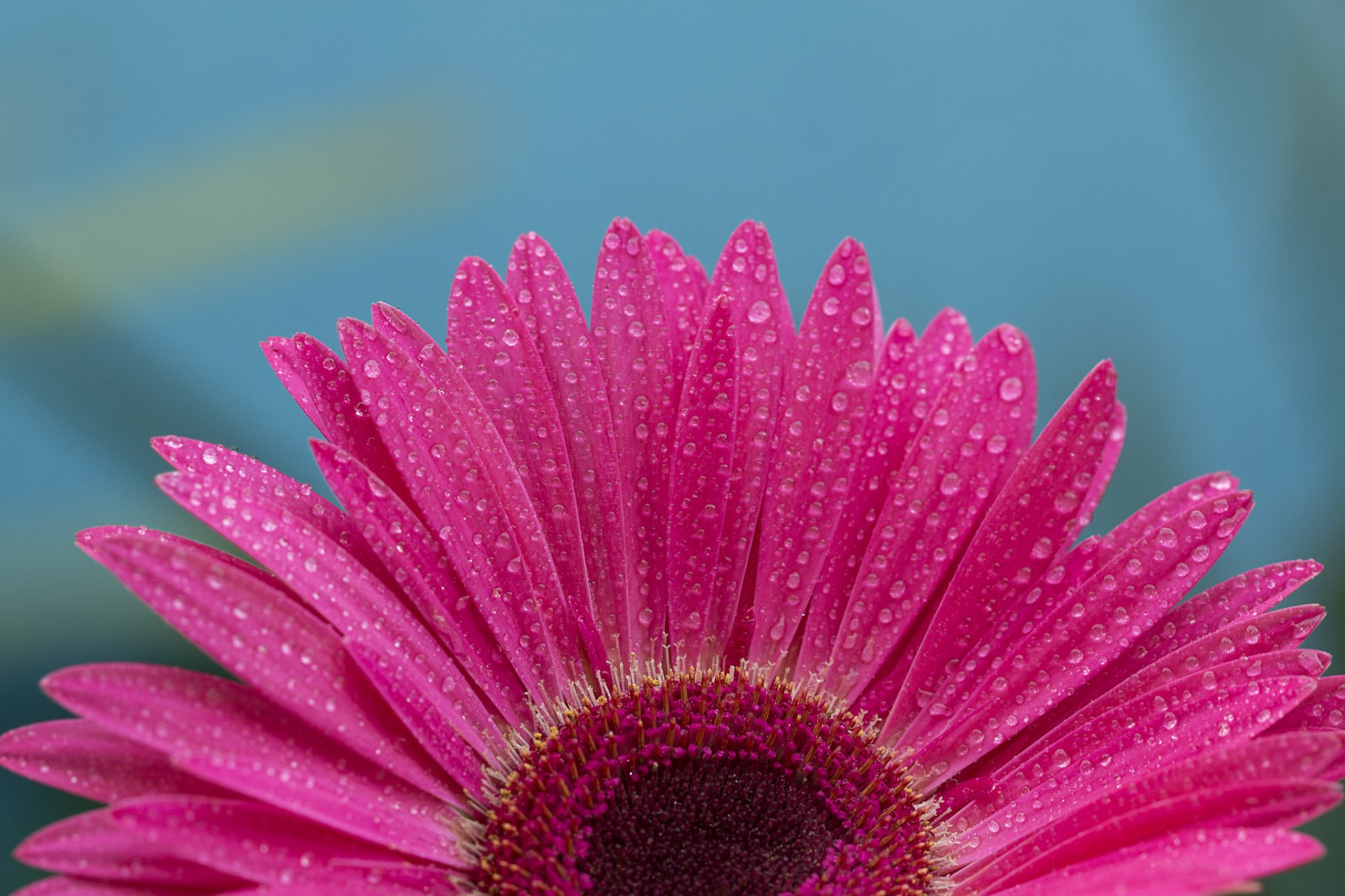 fiore petali gerbera gocce acqua rugiada