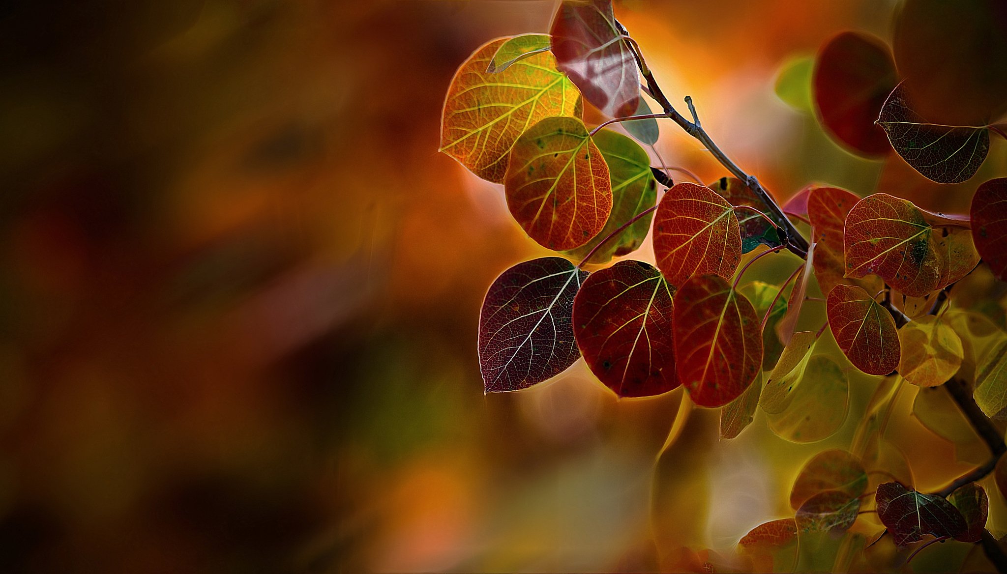 makro herbst zweige laub pappeln