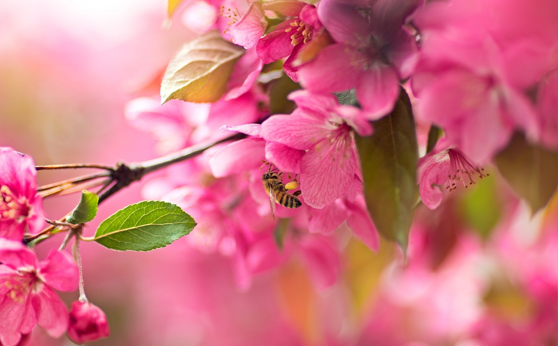 sakura kirsche blüte blumen zweig biene makro