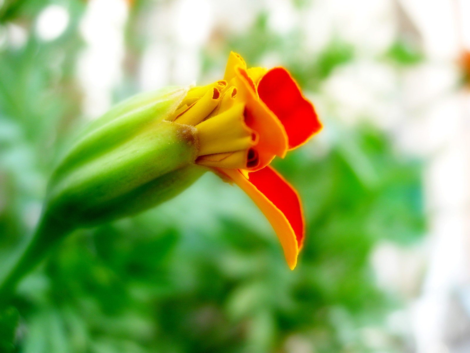 fiore verde bocciolo