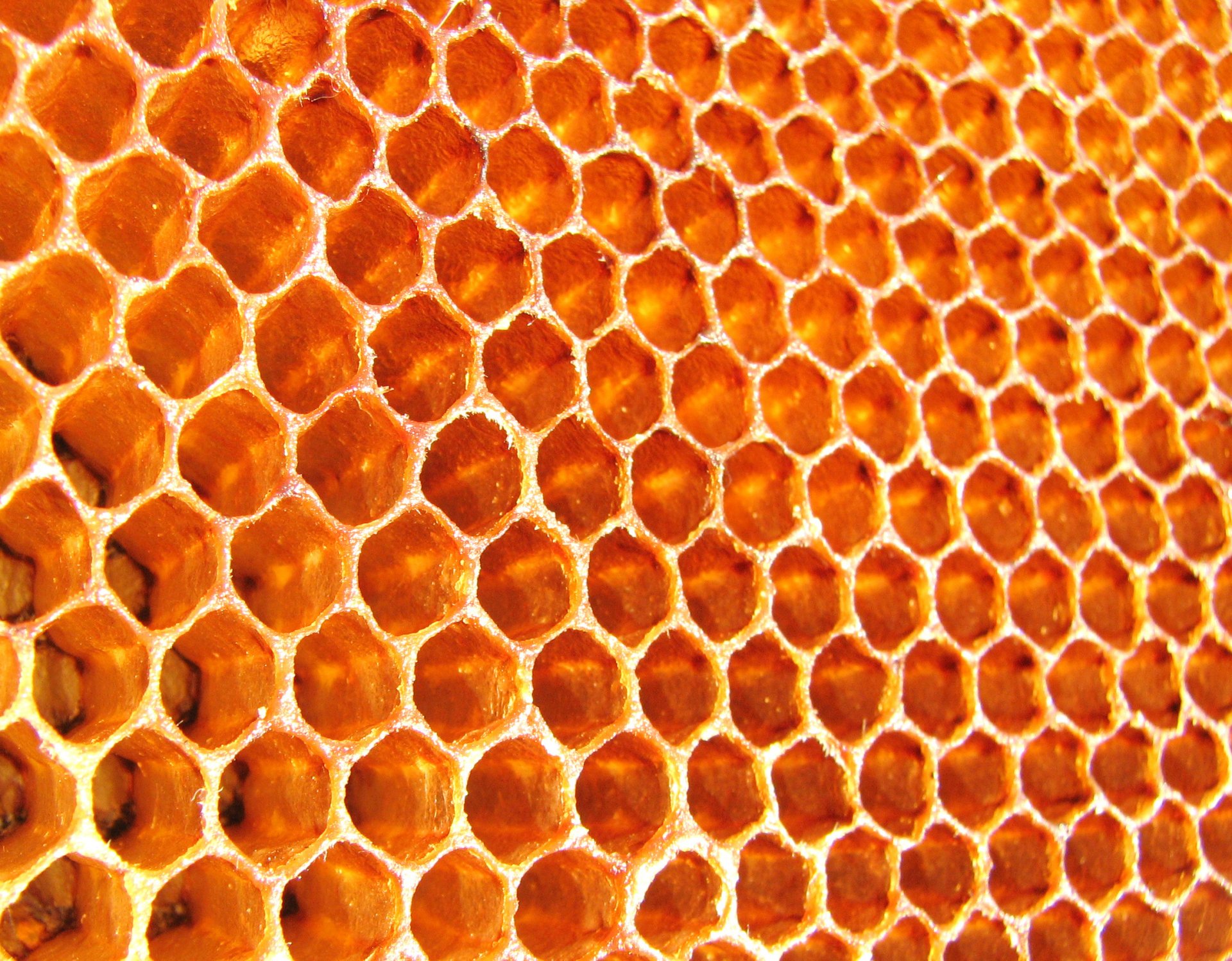 bienen waben bienen honig