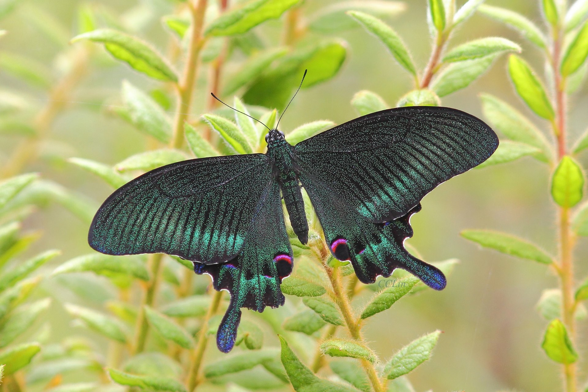 butterfly moth insect plant nature