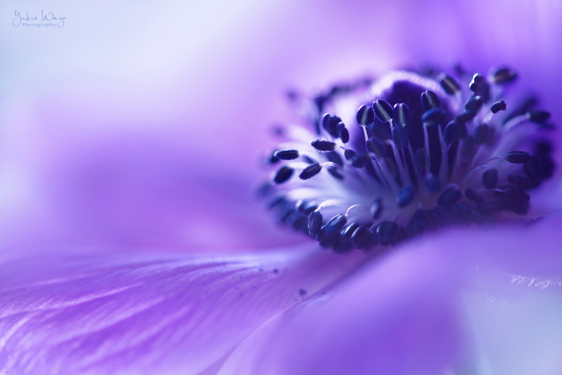 anemone purple flower close up blur