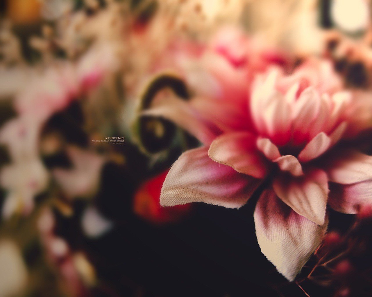 flower close up close-up pink