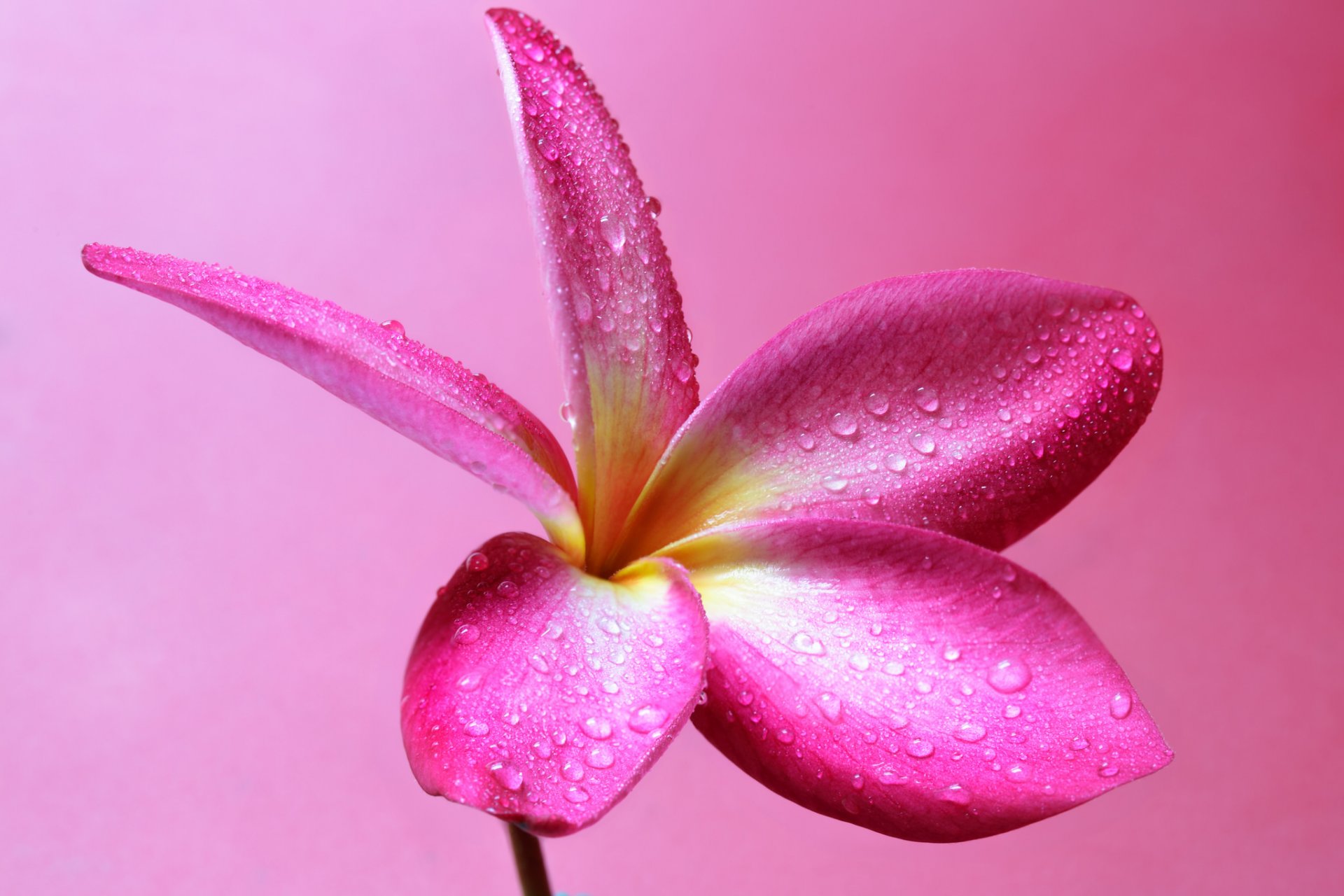 plumeria fleur pétales nature gouttes rosée eau