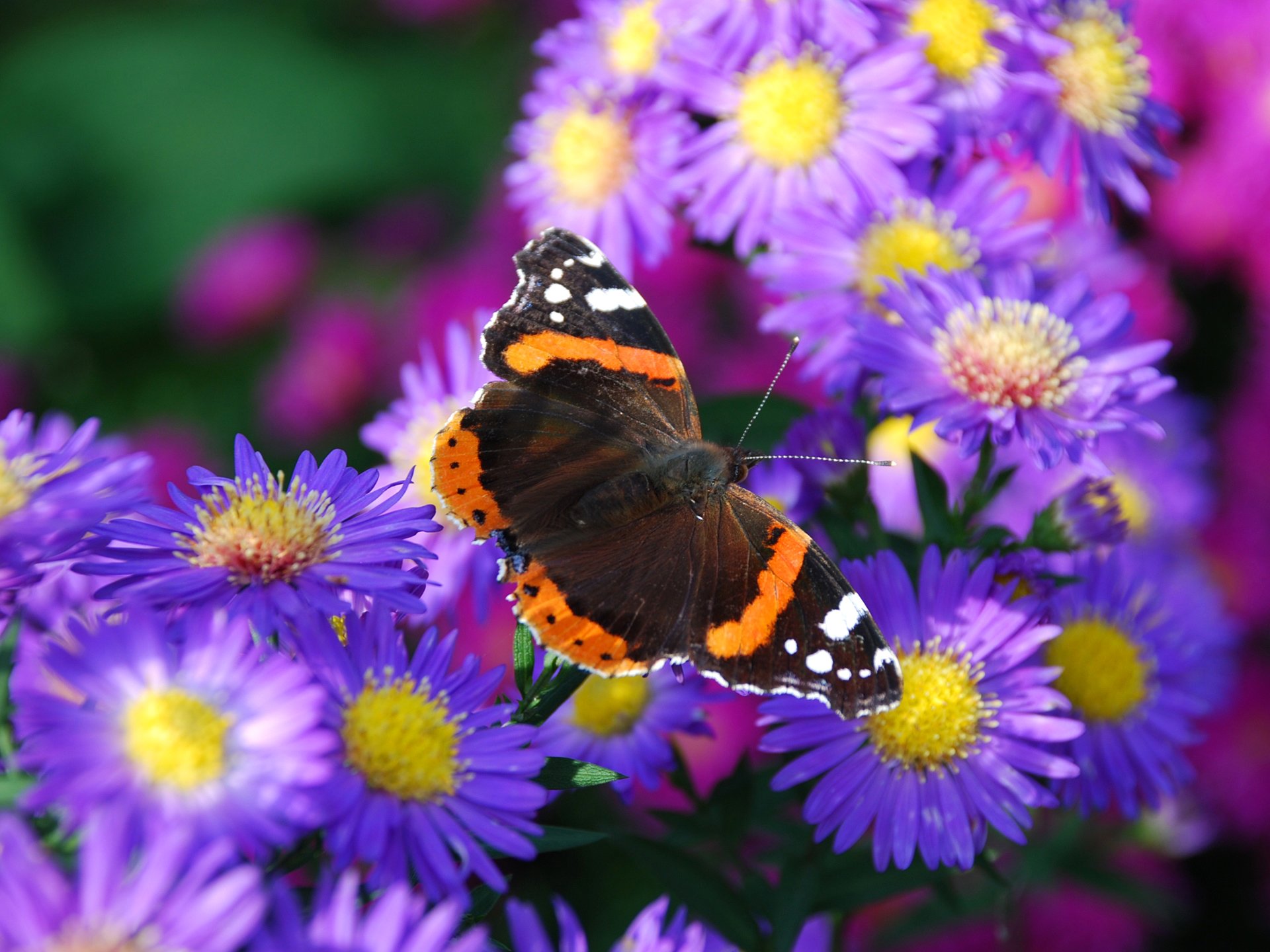 butterfly flower moth petals nature