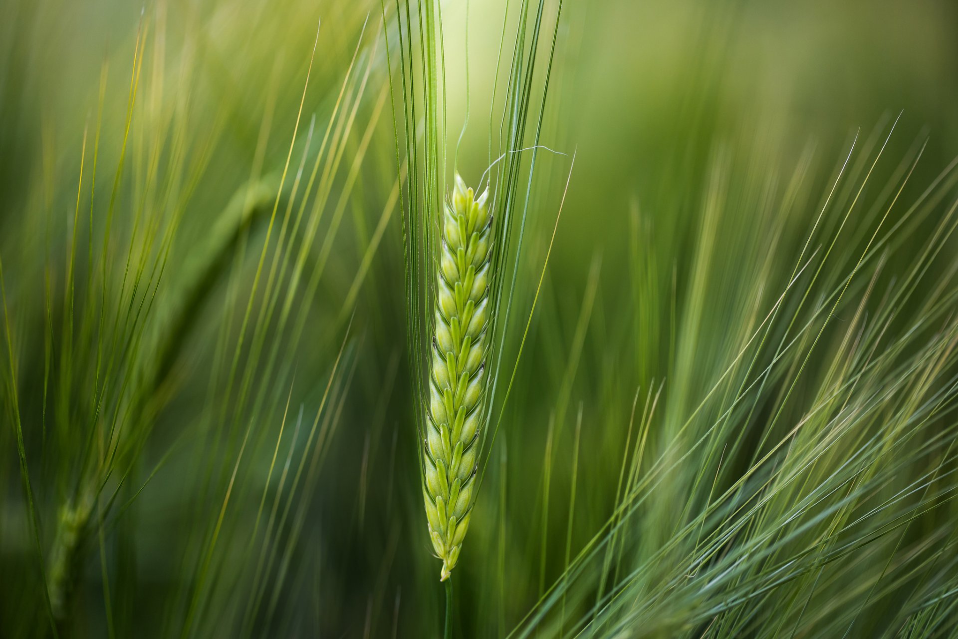 macro spighetta grano sfondo verde