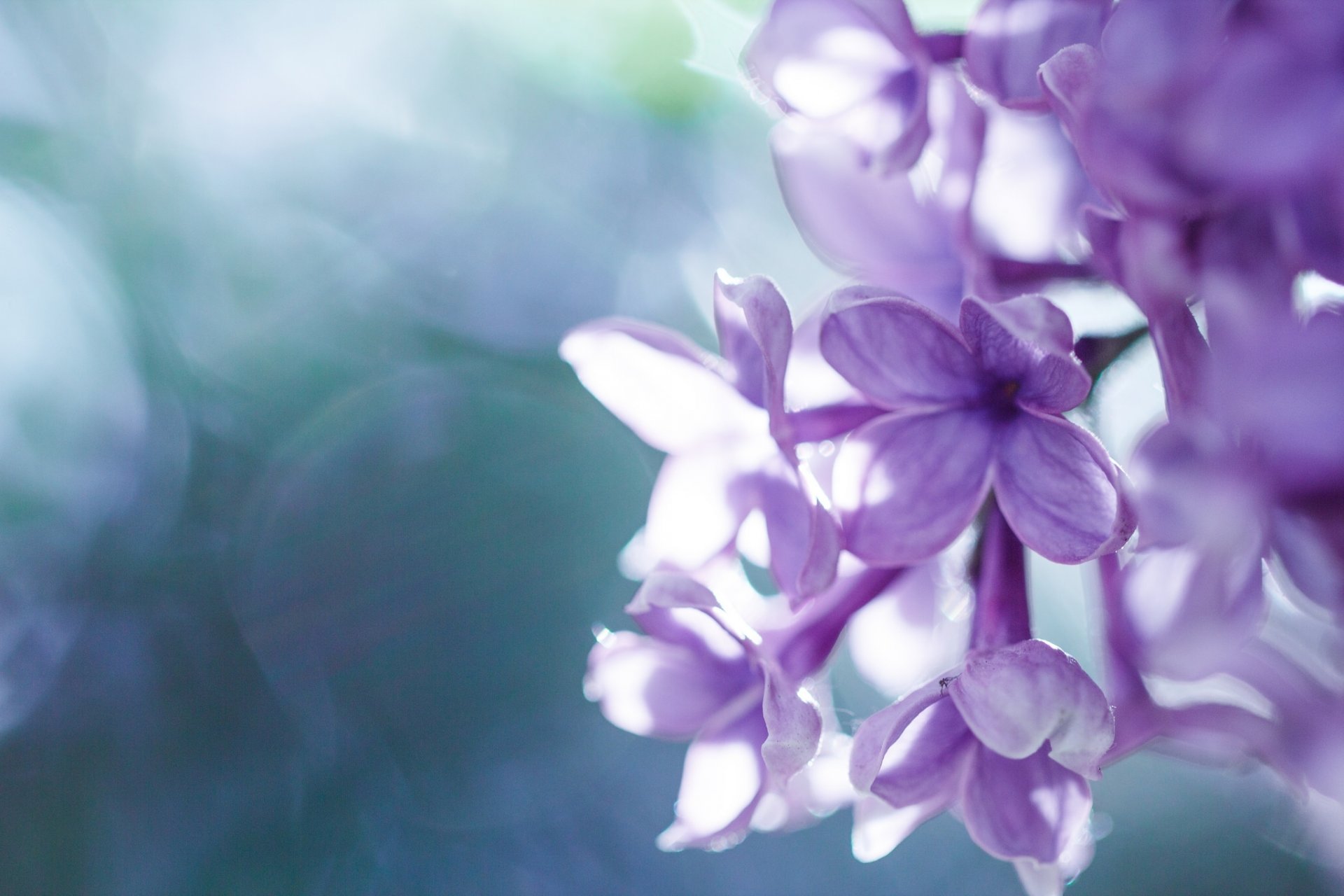 flieder blütenstand blüten makro