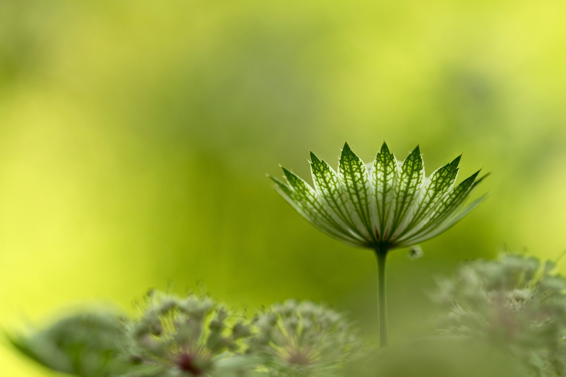 plante parapluie astrance grande astrance grande ou astérisque grande