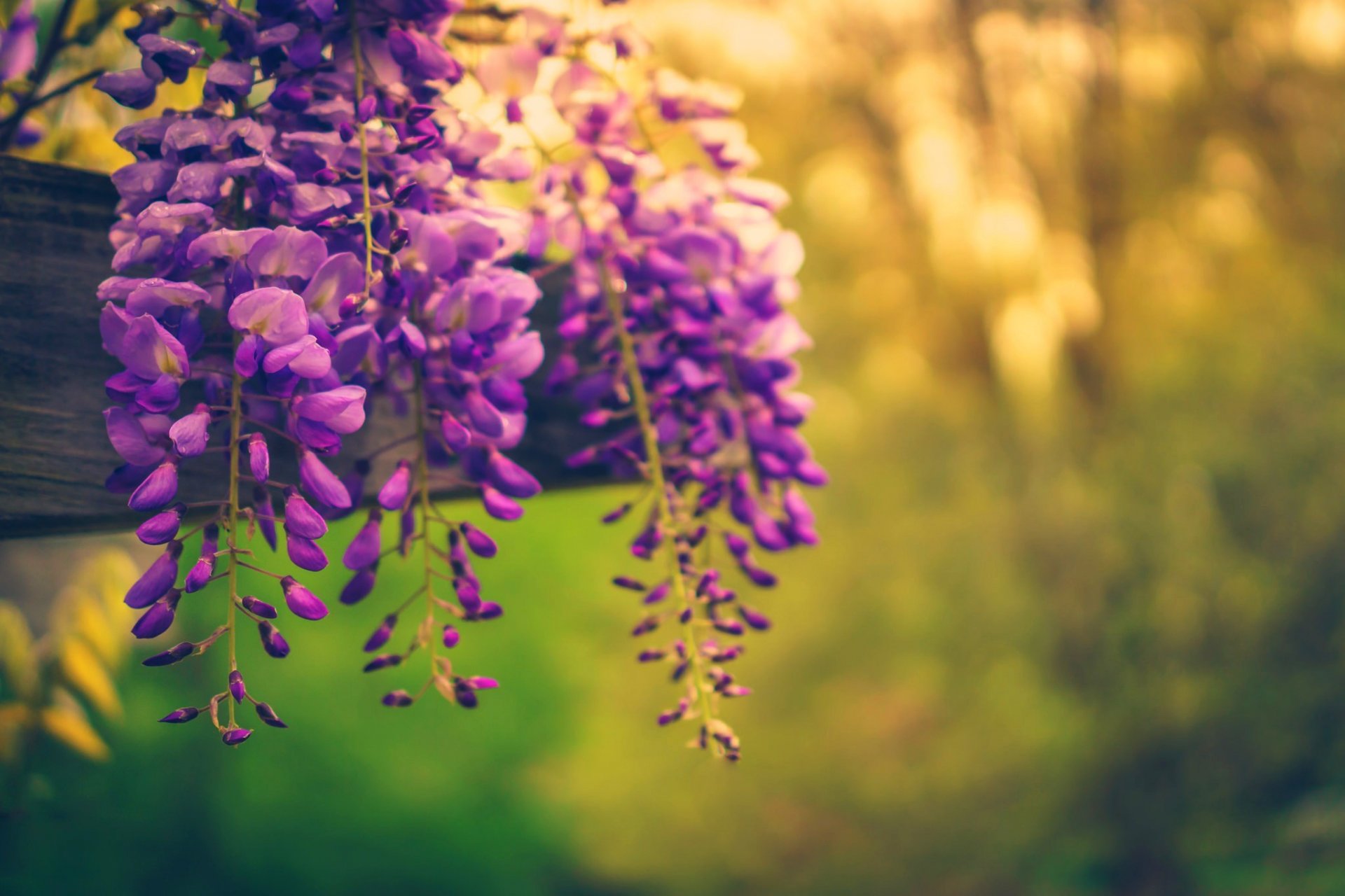 natura fiori primavera alberi primavera