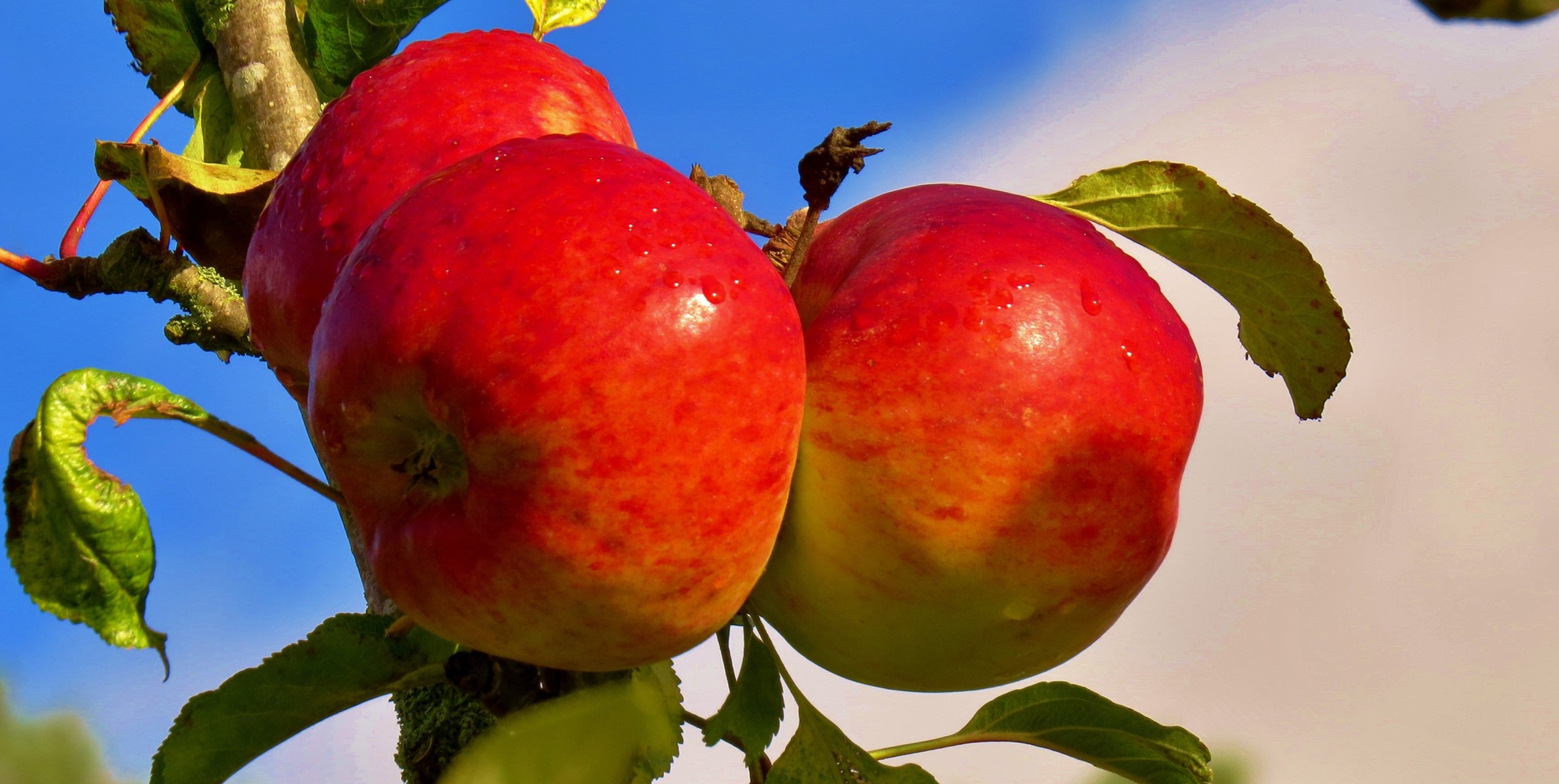 himmel zweig früchte äpfel essen garten