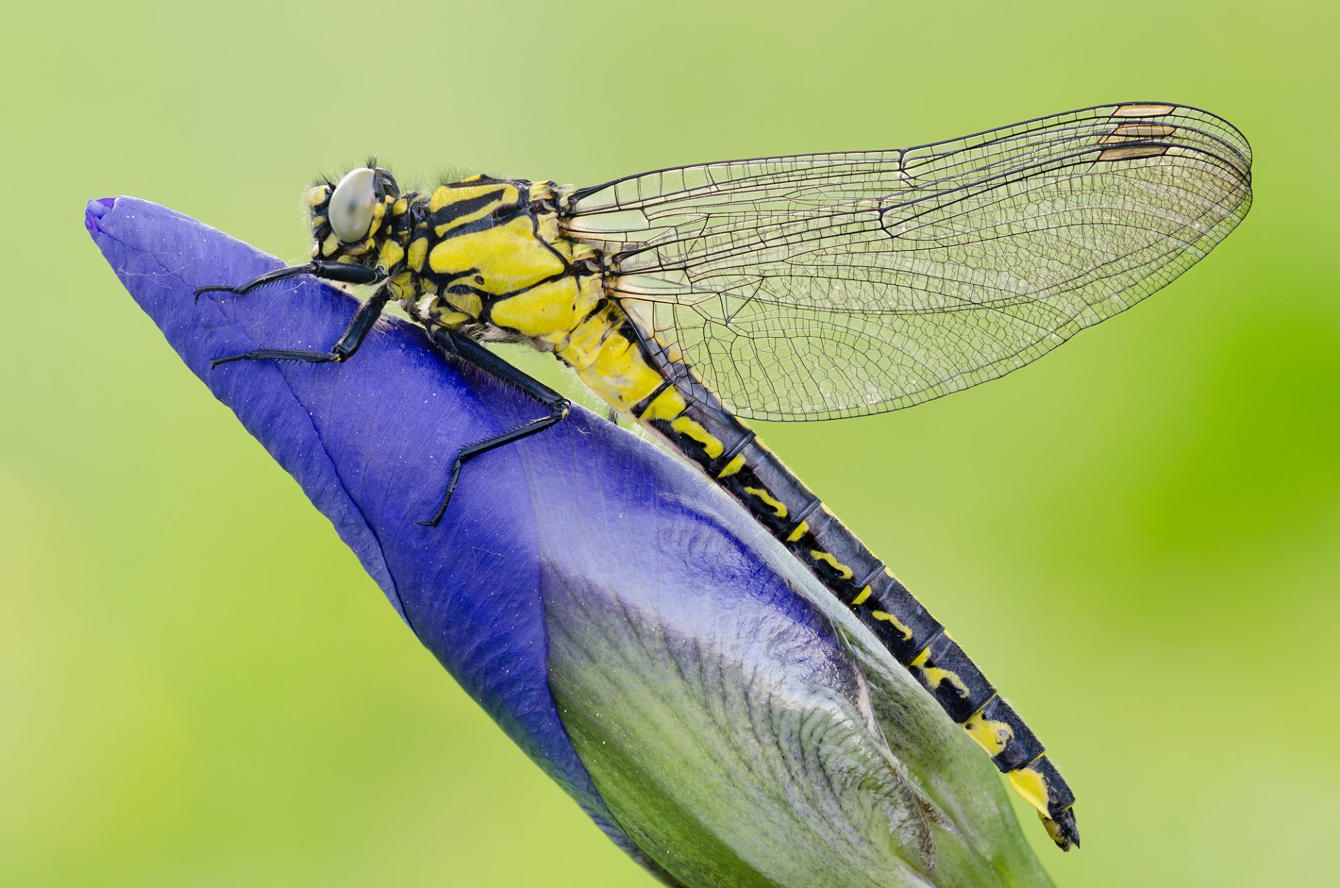 plante fleur insecte libellule ailes