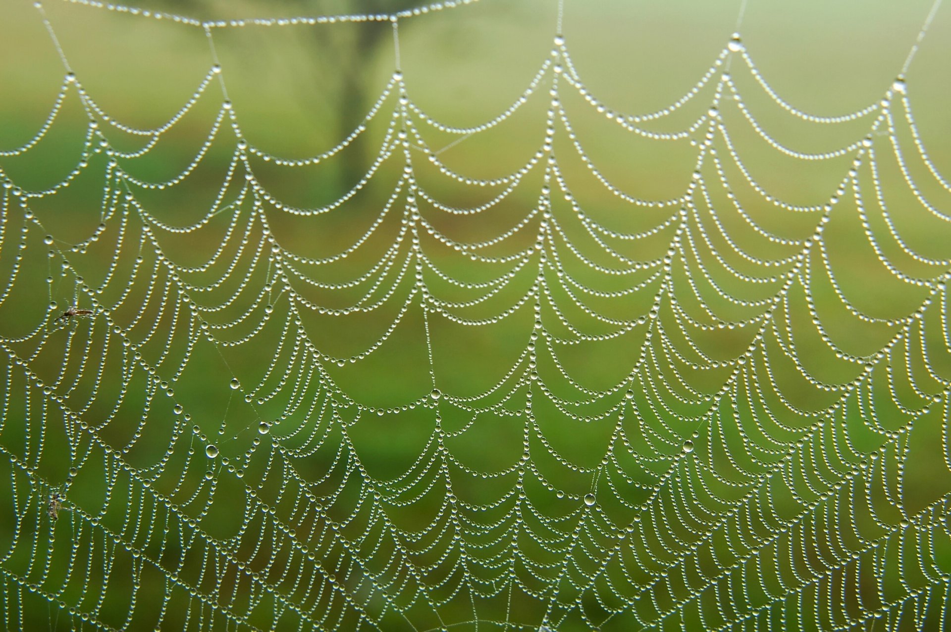 spinnennetz tropfen tau makro