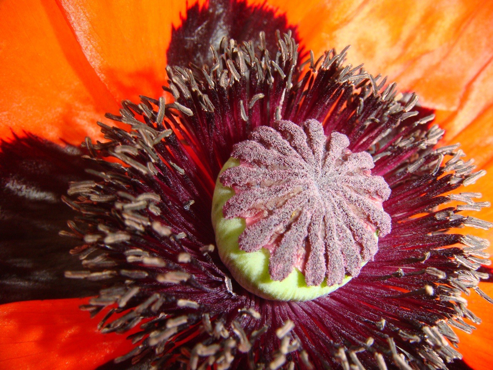 poppy red close up