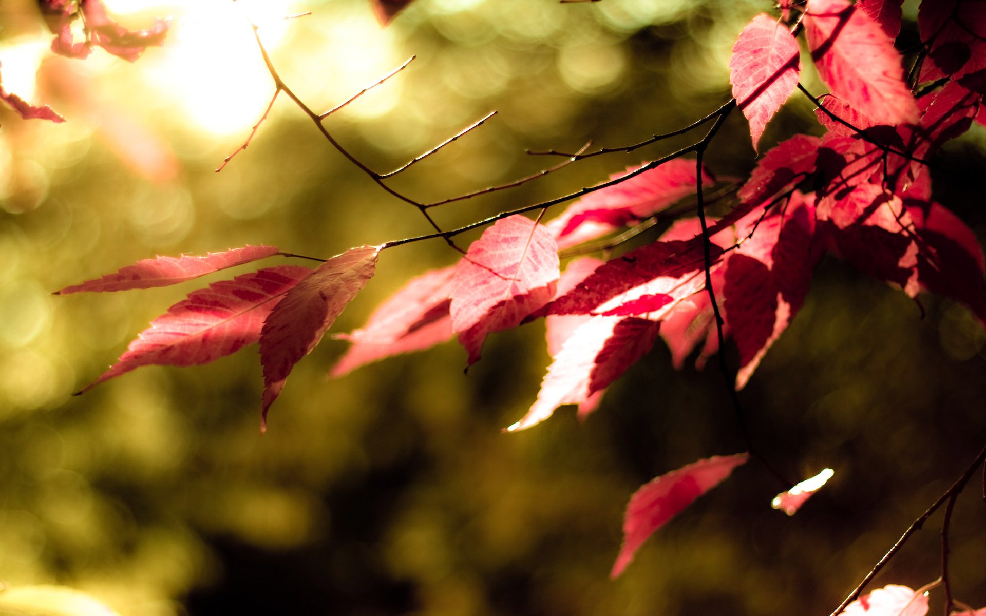 feuilles rouge couleur color arbre automne verdure