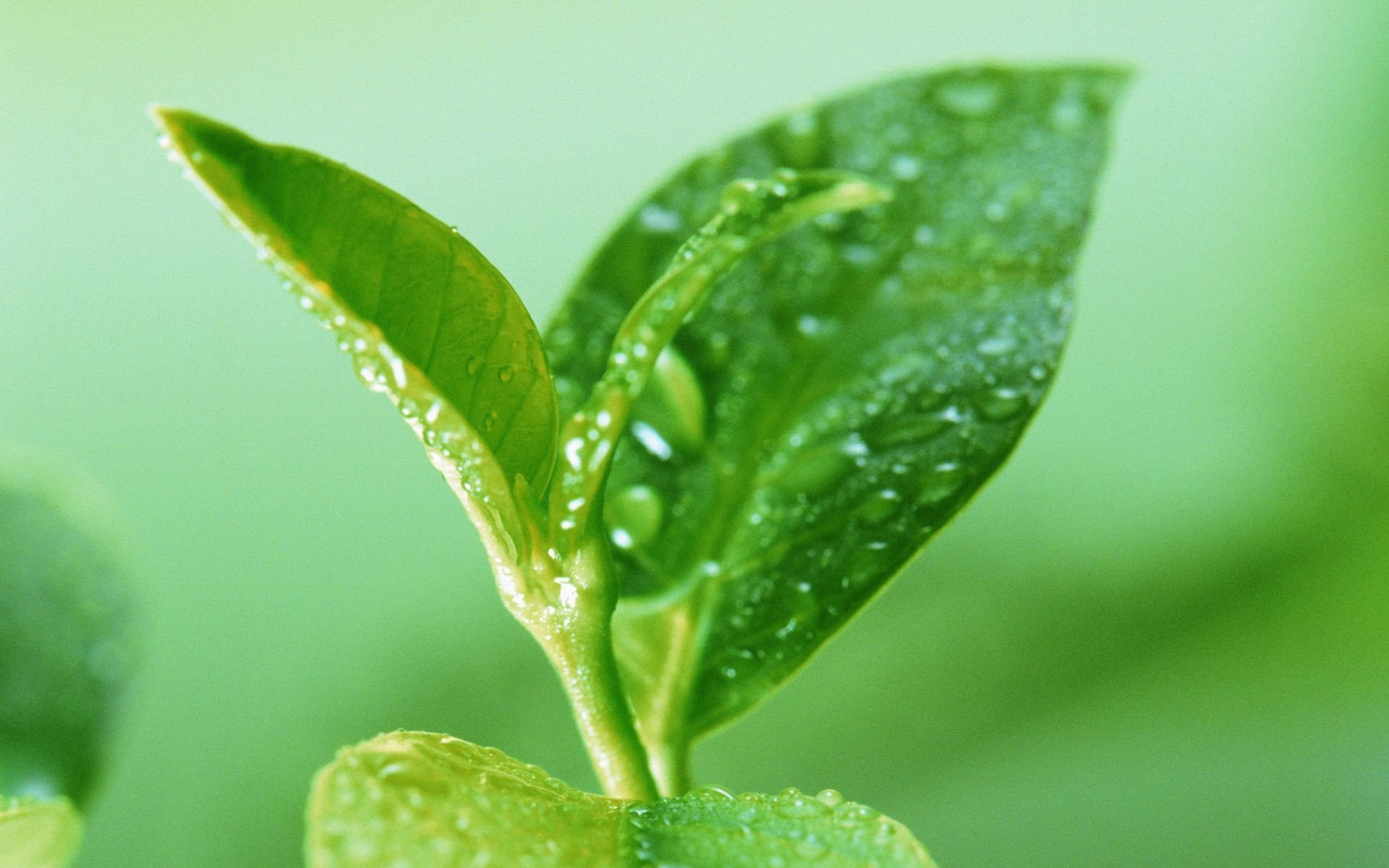 macro foglie verde estate gocce acqua natura