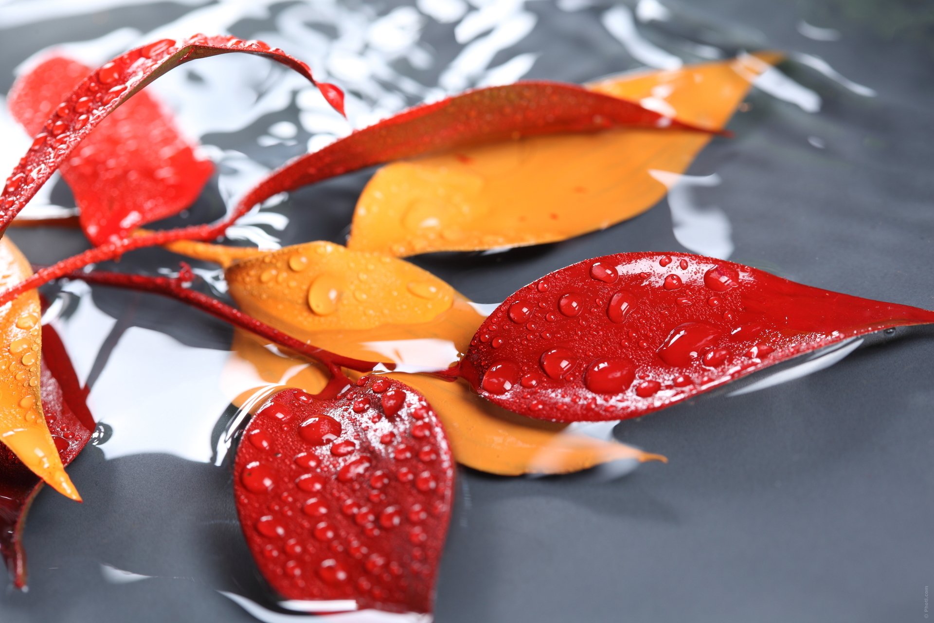 close up branch leaves yellow red water droplet