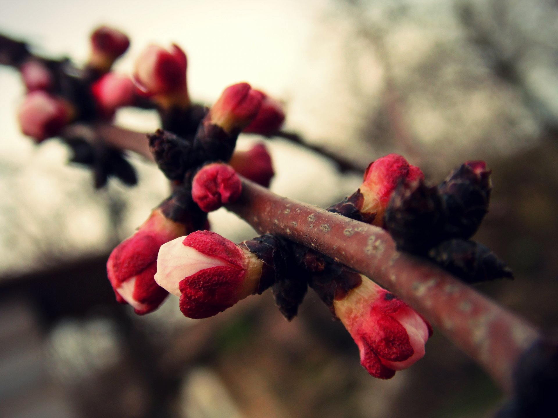 flower apricot tree bloom spring heat branch