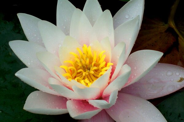 Gros plan de prise de vue de fleurs de Lys