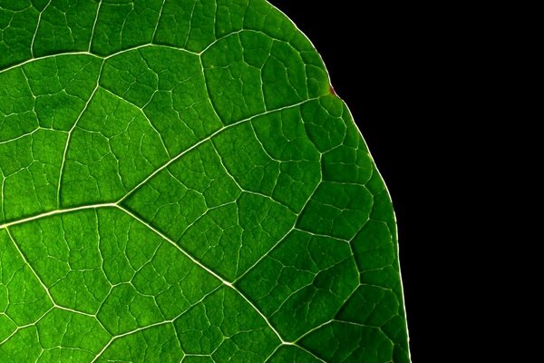 Green leaf close-up with all the veins on a black background