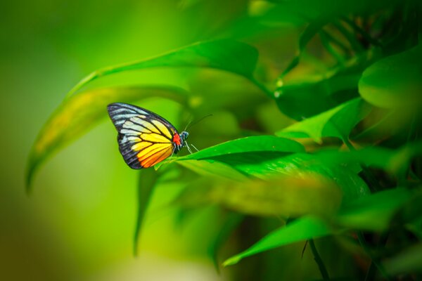 Mariposa brillante sentada en el follaje verde