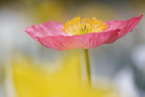 Délicate fleur rose avec étamines jaunes