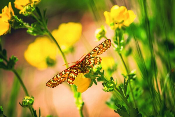 Papillons et fleurs de couleur jaune