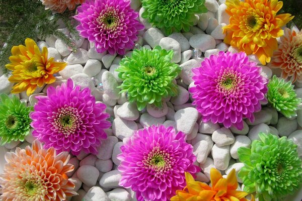 Colorful flowers and white stones