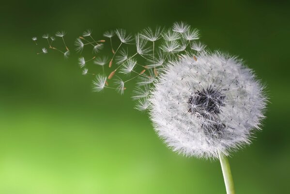 Flying dandelion seeds close-up