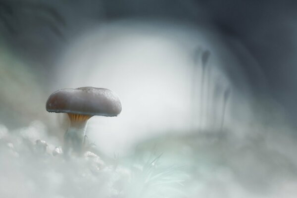 Mushroom toadstool on a cold cloudy white background with frost and snow drifts