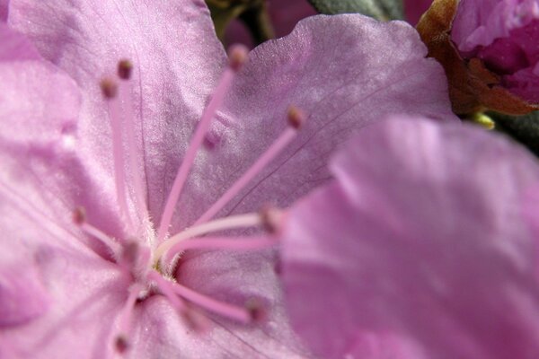 Rosa Blume Nahaufnahme