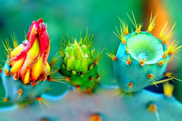 Tres pequeños cactus inusuales