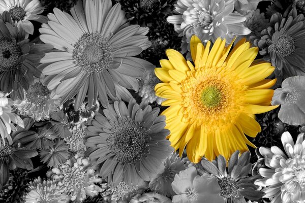 Yellow gerbera on a background of black and white flowers