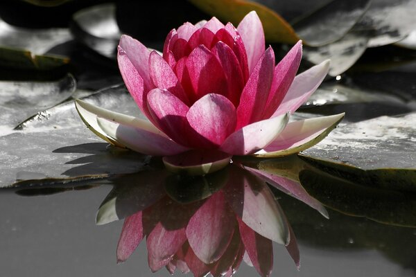 A delicate water lily bloomed on the pond