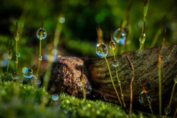 Makro von Tautropfen im Gras