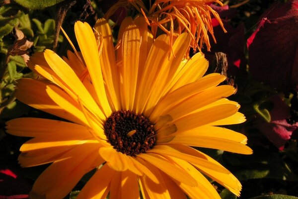 Gros plan d une fleur jaune au soleil