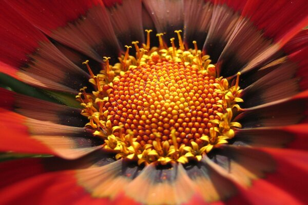 Nahaufnahme der gelben Blume schießen