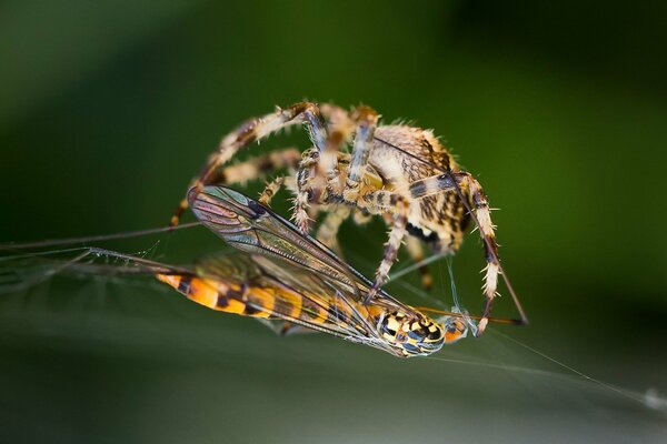 The spider weaves the wasp with its web