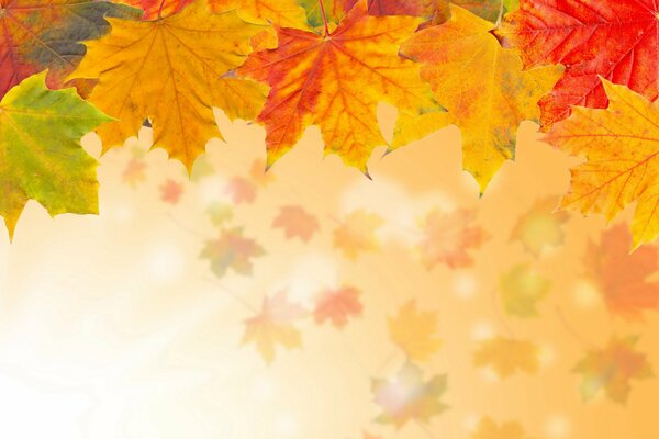Herbst helle Ahornblättermakro-Foto gelb