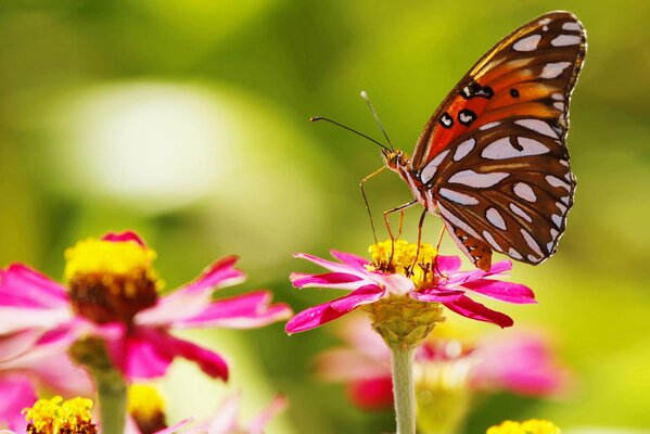 Schmetterling auf einer rosa Blume. Frühling