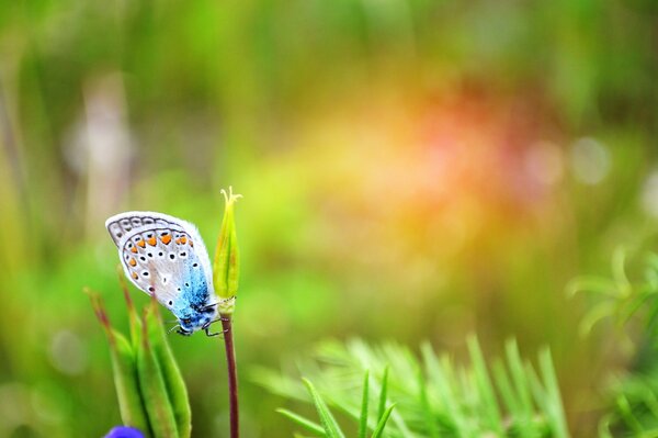 Mariposa azul en la hierba verde infantil