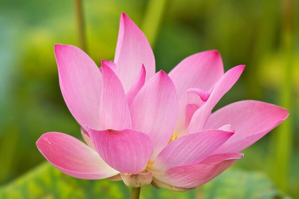 Rosa flor de loto en el agua